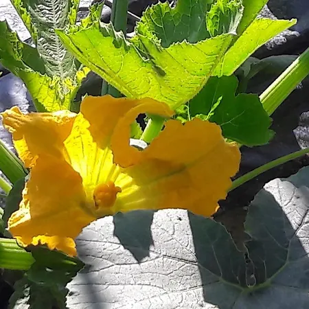 Casa Orti Апартаменты *