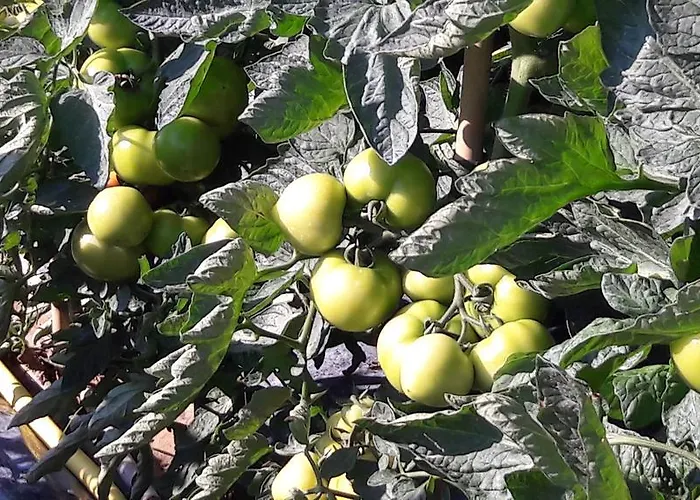 アパート Casa Orti